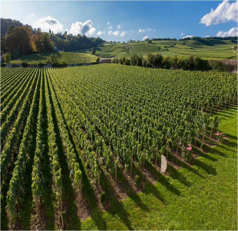 Le Clos Des Belvals Blancs-Coteaux Zewnętrze zdjęcie
